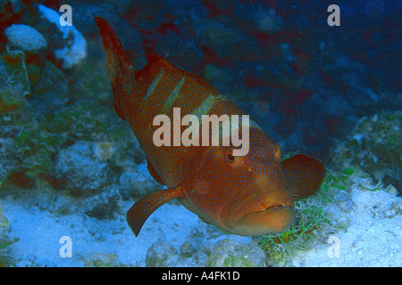 Blacksaddle or Giant coral grouper, Plectropomus laevis, Namu atoll Marshall Islands N Pacific Stock Photo