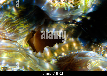Horseshoe clam Hippopus hippopus mantle and siphon detail Namu atoll Marshall Islands N Pacific Stock Photo
