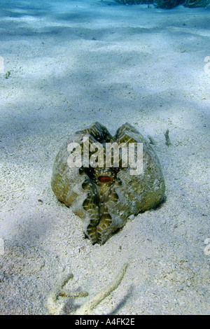 Horseshoe clam Hippopus hippopus on sandy bottom Namu atoll Marshall Islands N Pacific Stock Photo