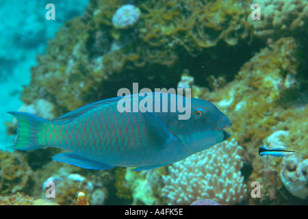 Pacific steephead parrotfish Chlorurus microrhinos and cleaner wrasse Labroides dimidiatus Namu atoll Marshall Islands Stock Photo