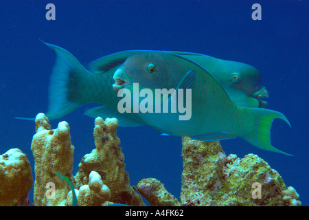 Pacific steephead parrotfish Chlorurus microrhinos Namu atoll Marshall Islands N Pacific Stock Photo