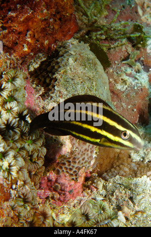 Juvenile pacific steephead parrotfish Chlorurus microrhinos Namu atoll Marshall Islands N Pacific Stock Photo