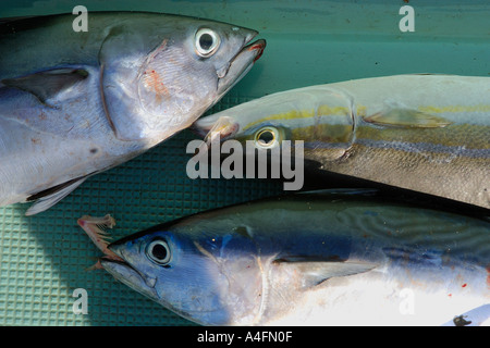 Freshly caught tuna Thunnus sp and rainbow runner Elagatis bipinnulata Namu atoll Marshall Islands N Pacific Stock Photo