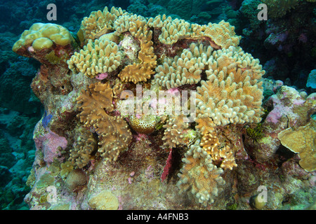 Stiff finger leather corals Lobophytum spp Namu atoll Marshall Islands N Pacific Stock Photo