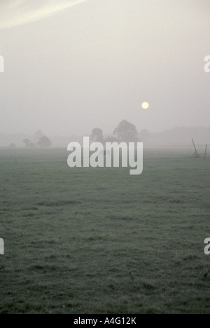 Horses in Misty Sunrise near Thorndale Ontario Stock Photo