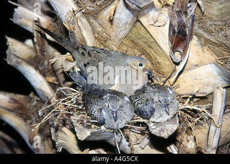 Mourning Dove on nest with two young in palm tree. Stock Photo
