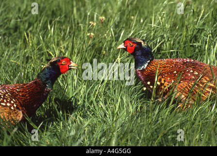 Male Pheasants in breeding fighting for territory and mating rights. Stock Photo