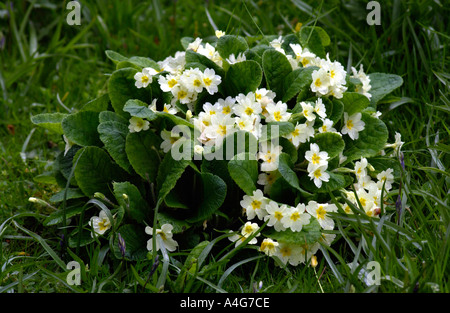 Clump of primroses growing in the wild at Gelli Aur Country Park near Llandeilo Carmarthenshire Wales UK Stock Photo