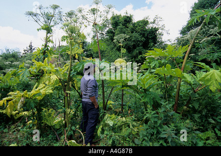 Giant hogweed, heracleum mantegazzianum, in woodland clearing England Stock Photo