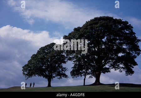 Summer trees on the Approach Golf Course Bath Spa, Somerset, England UK Stock Photo