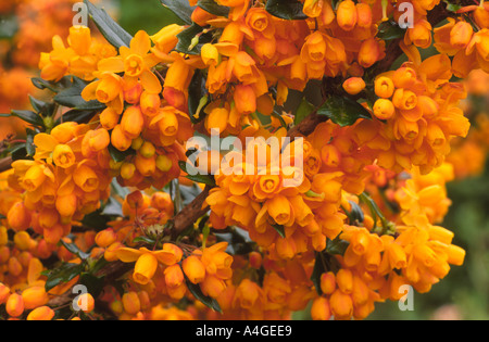 Berberis x lologensis 'Apricot Queen' orange flowers Spring garden Stock Photo