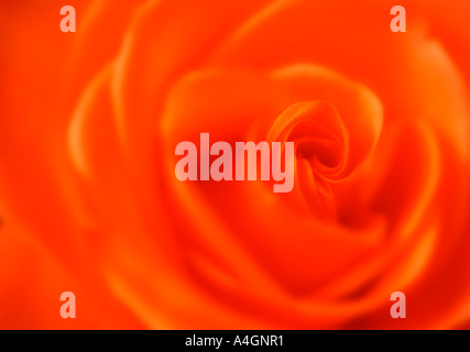 Orange Rose close-up Stock Photo