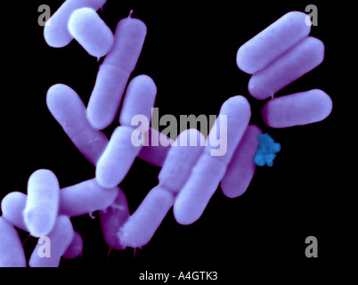 A false coloured scanning electron micrograph of Listeria monocytogenes, a gram-positive bacterium Stock Photo