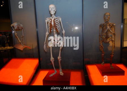 Offering the most comprehensive evidence of human evolution ever ...