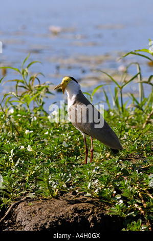 Masked lapwing, Vanellus miles, Kakadua NP Northern Territory, Australia Stock Photo