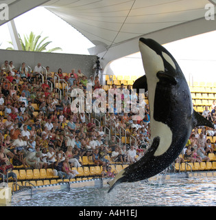 Orca (Orcinus orca) show in Loro Parque in Puerto de la Cruz, Teneriffe, Canary Islands, Spain Stock Photo