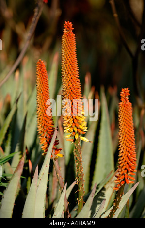 aloe vera for nails Aloe Vera – Noho Nails main image 0