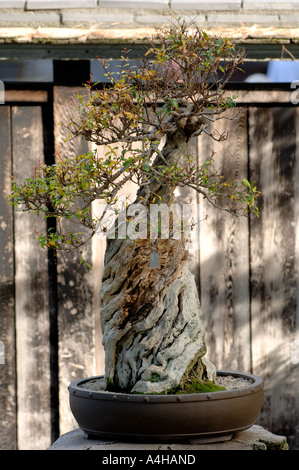 Pomegranate Bonsai Tree at The Huntington Library, San Marino, CALIFORNIA. Stock Photo