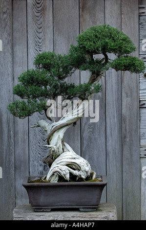 California Juniper Bonsai Tree at The Huntington Library, San Marino,  CALIFORNIA Stock Photo - Alamy