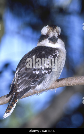 Australian Laughing Kookaburra, Dacelo novaeguineae Stock Photo