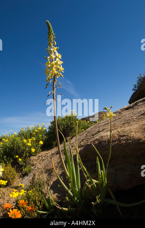 Common bulbine Bulbine praemorsa Spring flowers in Goegap Nature Reserve Springbok Namaqualand South Africa Stock Photo