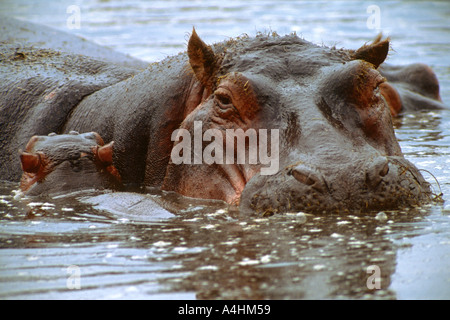 Mother and Baby Hippo Ngorongoro hippopotamus amphibius Stock Photo