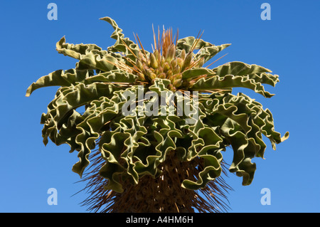 Halfmens Pachypodium namaquanum Ai Ais Richtersveld Transfrontier Park Namaqualand South Africa Stock Photo