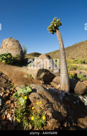 Halfmens Pachypodium namaquanum Ai-Ais Richtersveld Transfrontier Park Namaqualand South Africa Stock Photo