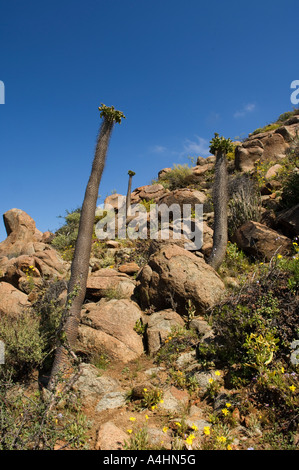 Halfmens Pachypodium namaquanum Ai-Ais Richtersveld Transfrontier Park Namaqualand South Africa Stock Photo