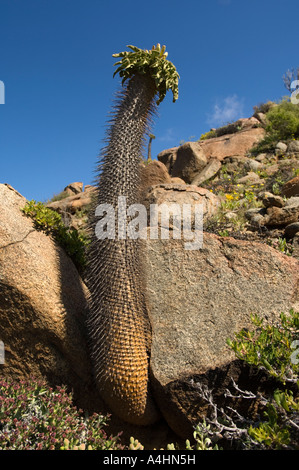 Halfmens Pachypodium namaquanum Ai-Ais Richtersveld Transfrontier Park Namaqualand South Africa Stock Photo