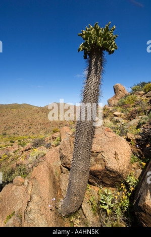 Halfmens Pachypodium namaquanum Ai-Ais Richtersveld Transfrontier Park Namaqualand South Africa Stock Photo