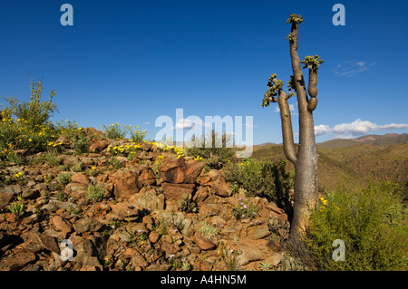 Halfmens Pachypodium namaquanum Ai-Ais Richtersveld Transfrontier Park Namaqualand South Africa Stock Photo