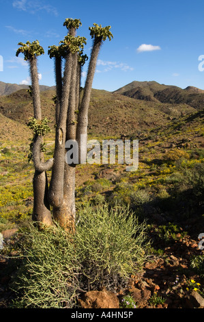 Halfmens Pachypodium namaquanum Ai-Ais Richtersveld Transfrontier Park Namaqualand South Africa Stock Photo