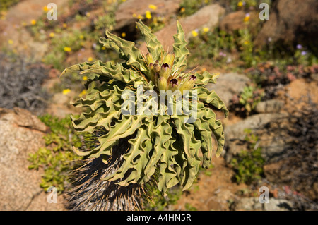 Halfmens Pachypodium namaquanum Ai-Ais Richtersveld Transfrontier Park Namaqualand South Africa Stock Photo