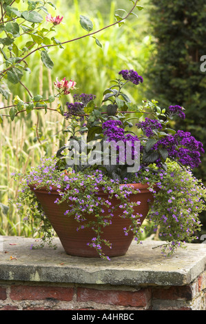 Flowering plants tumbling over side of teracotta plant pot in natural English British garden setting Stock Photo