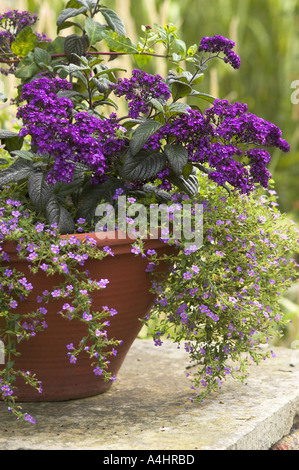 Flowering plants tumbling over side of teracotta plant pot in natural English British garden setting Stock Photo