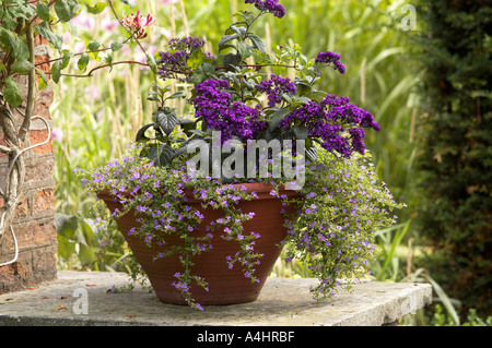 Flowering plants tumbling over side of terracotta plant pot in natural English British garden setting Stock Photo