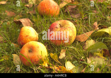 Fallen apples on lawn Stock Photo