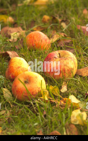 Fallen apples on lawn Stock Photo