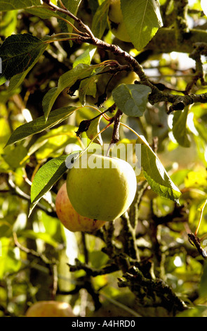 Apples on tree Stock Photo