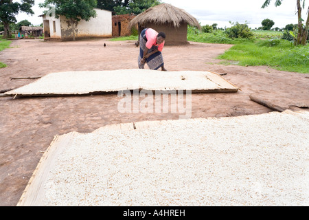 A woman drying maize in the village of Khoswe Malawi Africa Stock Photo