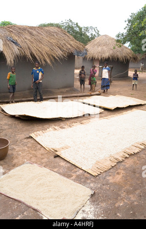 Drying maize in the village of Khoswe Malawi Africa Stock Photo