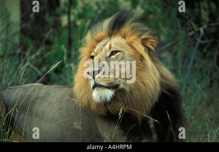male Lion Panthera leo Kruger National Park South Africa