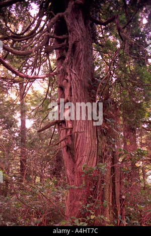 Old Growth Cedar Forest in British Columbia Canada Stock Photo