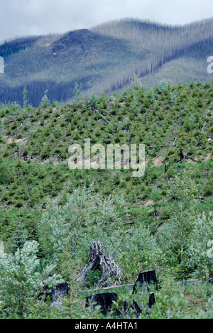Reforestation of Coniferous Trees after a Forest Fire in Northern ...