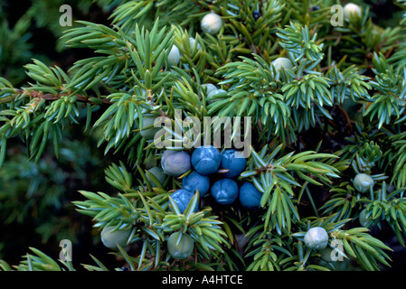 Juniper Berries on Dwarf Juniper aka Common Juniper (Juniperus communis) Bush Stock Photo