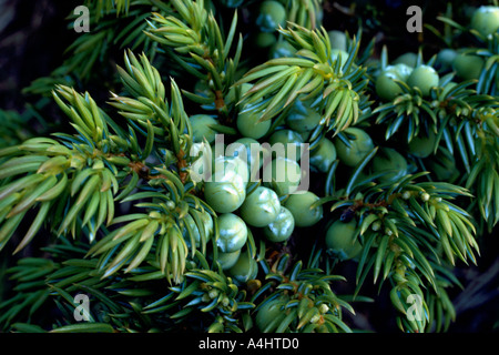Juniper Berries on Dwarf Juniper aka Common Juniper (Juniperus communis) Bush Stock Photo