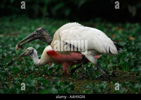 Wood Stork and Roseate Spoonbill feeding Stock Photo