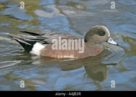 AMERICAN WIGEON ANAS AMERICANA ADULT MALE IN ECLIPSE PLUMAGE Stock Photo