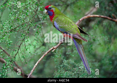 Crimson rosella Platycercus elegans subadult Dandenong Ranges Victoria Australia wild Stock Photo